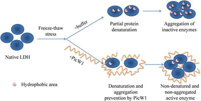 Expression, Purification, and Preliminary Protection Study of Dehydrin PicW1 From the Biomass of Picea wilsonii